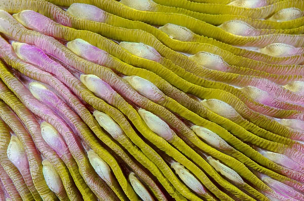 Indonesia, West Papua, Raja Ampat. Close-up of hard coral