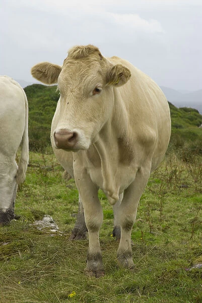 IRELAND, Kerry, Ring of Kerry. Cows in the rain