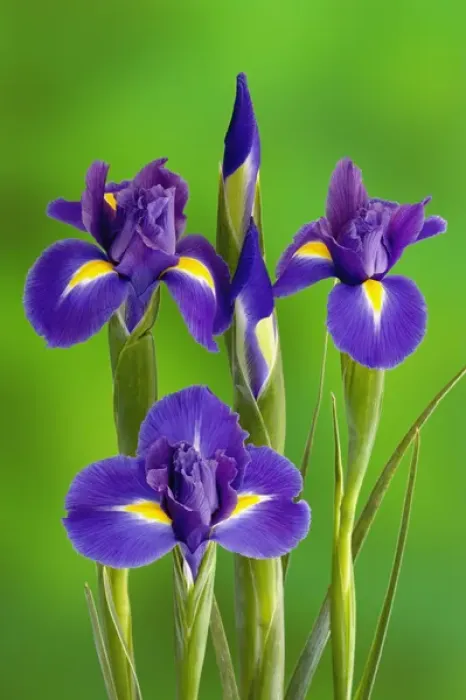Framed Print : Danita Delimont Print: Iris Flowers Framed Print : Danita Delimont Print: Iris Flowers