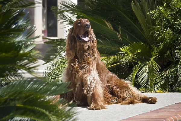 An Irish Setter sitting an a patio surrounded by cycads
