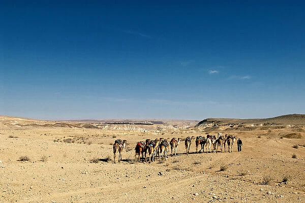 Israel, Negev Desert. A Bedouin man walks with his camels across the desert