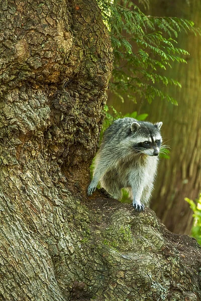 Issaquah, Washington State, USA. Wild raccoon in a tree