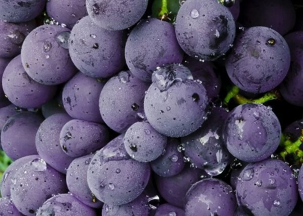 Italy, Tuscany, Greve. Chianti grapes ready for harvest