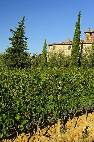 Italy, Tuscany, Greve. Late summer wine scenes from Villa Vignamaggio in Tuscany