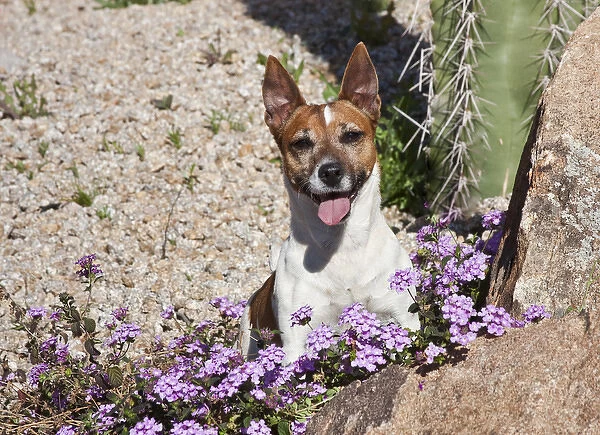 A Jack Russell Terrier sitting behind some purple flowers in desert garden