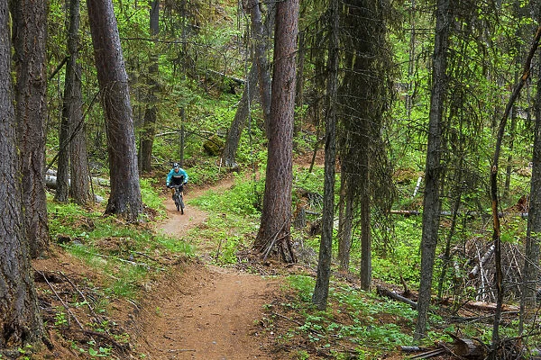 Jared Lynch mountain biking the north end of the Whitefish Trail near Whitefish, Montana