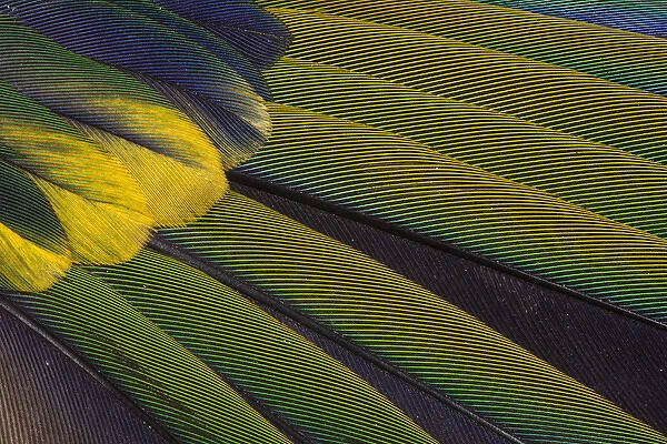 Jenday Conure Wing Feather Detail