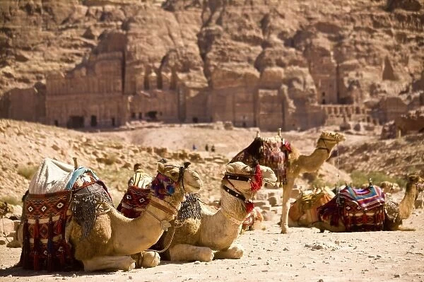 Jordan, Petra. Bedouin camel caravan rests along Street of Facades