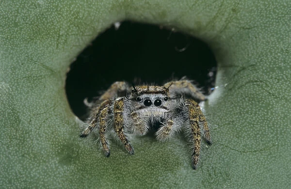 Jumping Spider, Salticidae, adult on Texas Prickly Pear Cactus (Opuntia lindheimeri)