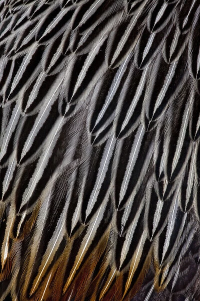 Jungle Cock feathers