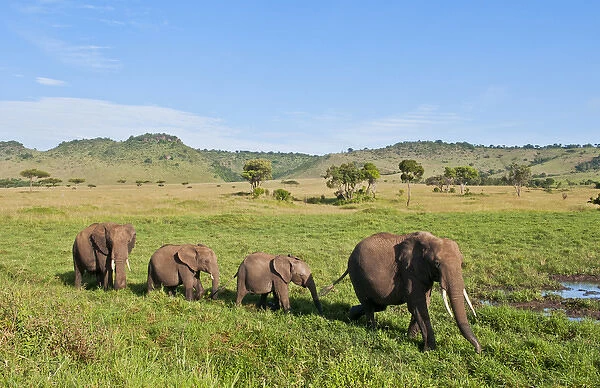 Kenya, Masai Mara, Africa herd of elephants in tall grass in the Masai Mara National