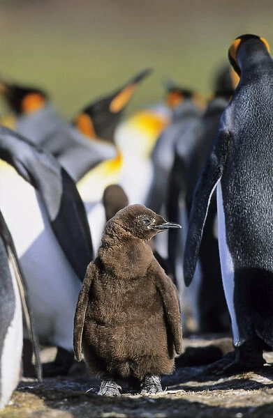 King Penguin (Aptenodytes patagonica) chick is waiting for parents left alone in