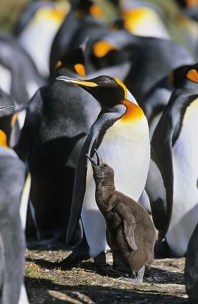 King Penguin (Aptenodytes patagonica) chick is begging for food and is fed subsequently