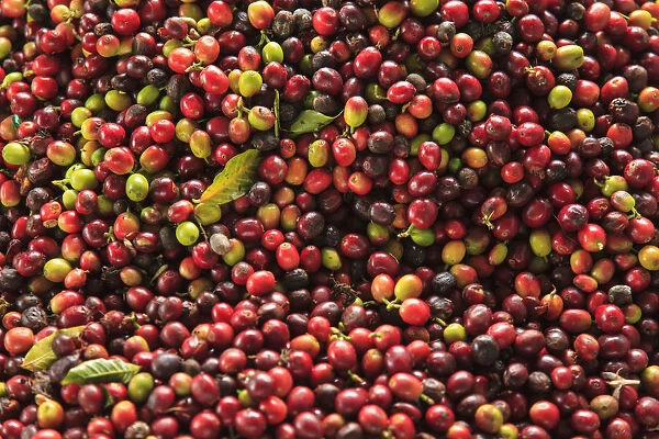 Kona coffee beans, coffee plantation, Big Island, Hawaii, USA