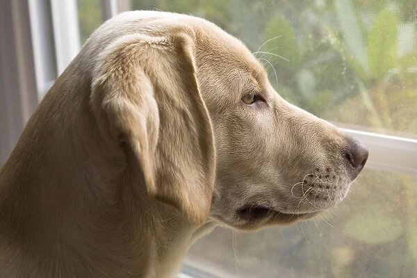 A Labrador Retriever puppy looking out the window