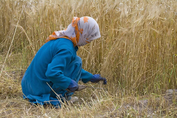 Ladakh woman harvesting barley, Leh, Ladakh, India