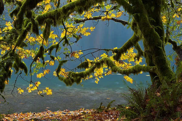 Lake Crescent, Olympic National Park, Washington, USA