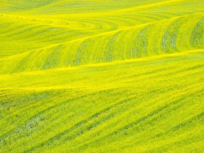 Framed Print : Canola Field Patterns Print Framed Print : Canola Field Patterns Print