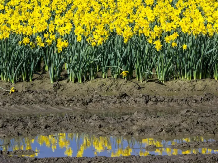 Framed Print : Daffodil Reflection Landscape Print Framed Print : Daffodil Reflection Landscape Print