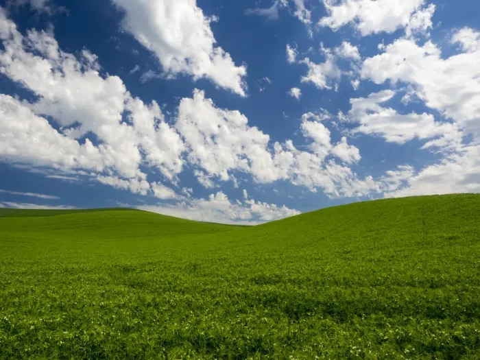 Framed Print : Spring Fields of Peas Print Framed Print : Spring Fields of Peas Print