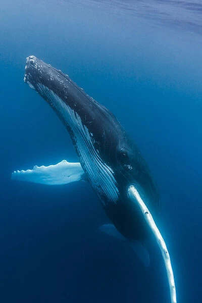 A large humpback whale ascends through the clear blue of the Silver Bank, Dominican Republic