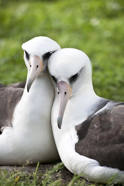 Laysan Albatross (Phoebastria immutabilis) courting This species is listed as Vulnerable