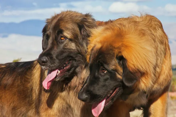 Two Leonbergers (PR)