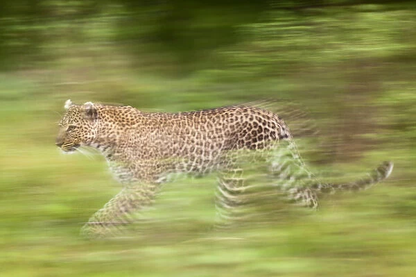 Leopard in motion, Masai Mara, Kenya, Africa