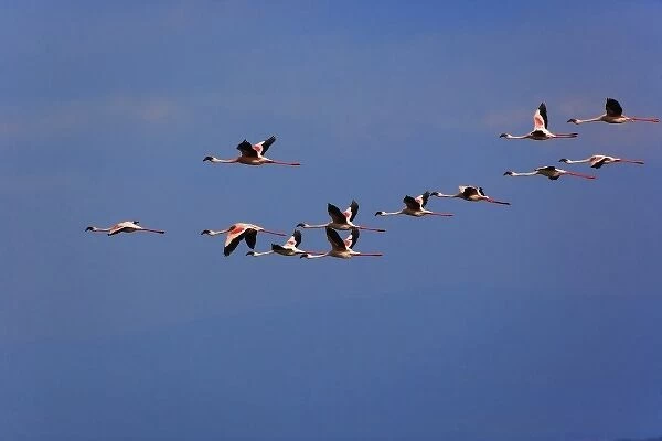 Lesser Flamingos, Phoenicopterus minor, in flight, Lake Nakuru National Park, Kenya