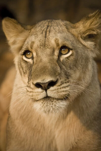 Livingstone, Zambia, Africa. Close up of a lioness