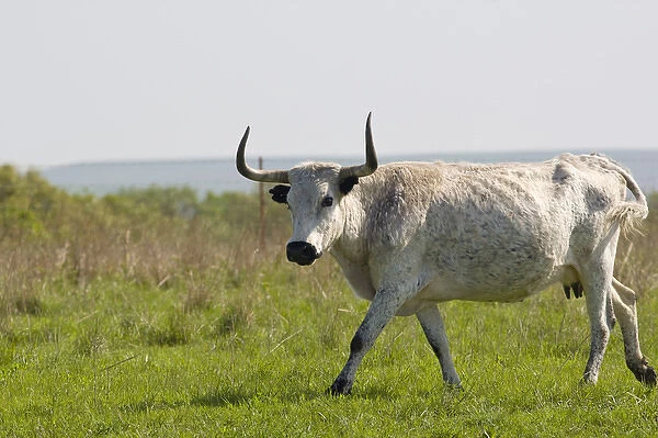 Longhorn cow near Pawhuska Oklahoma
