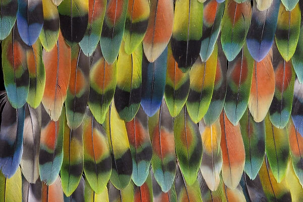 Lovebird tail feathers in multicolored display