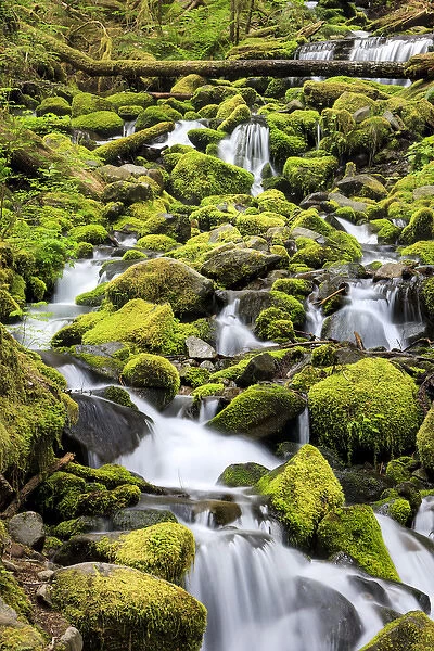 Lush area with small creek. Olympic National Park, Washington, US