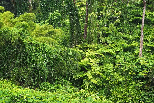 Lush vegetation at Akaka Falls State Park, Hamakua Coast, Big Island, Hawaii, USA