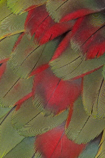 Macaw breast feather fan design