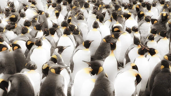 Macquarie Island, Austrailia. Colony of King Penguins, Soft focus