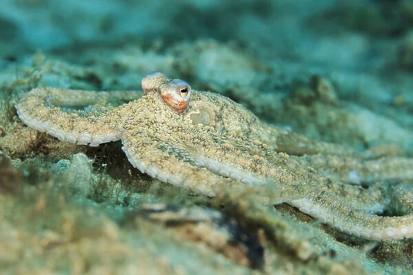 Macro photograph of an Atlantic Longarm Octopus near the Blue Heron Bridge, Palm Beach
