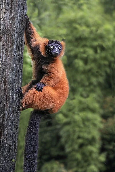 Madagascar. Close-up of red-ruffed lemur on tree