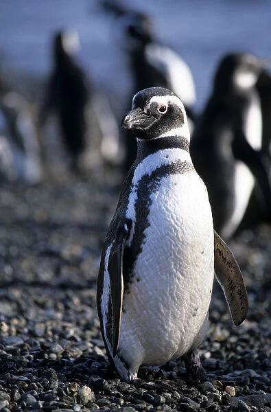 Magellanic penguin, Patagonia, Chile