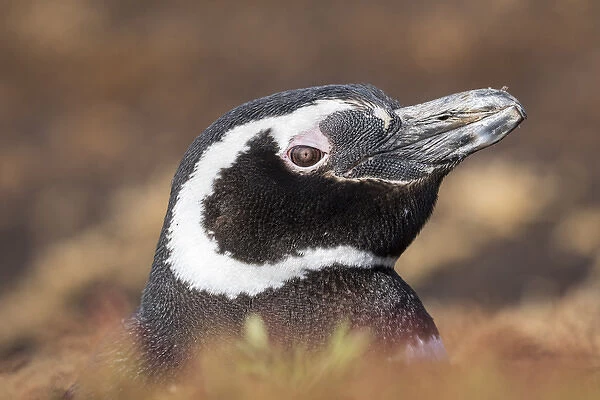 Magellanic Penguin (Spheniscus magellanicus), portrait at burrow. South America