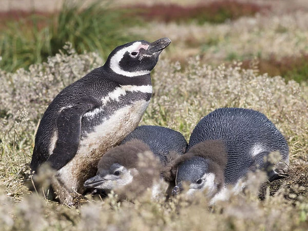 Magellanic Penguin (Spheniscus magellanicus), at burrow with half grown chicks. South America