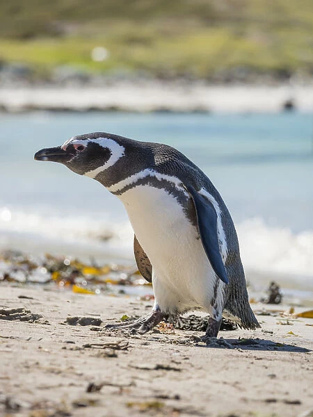 Magellanic Penguin (Spheniscus magellanicus) at beach. South America, Falkland Islands