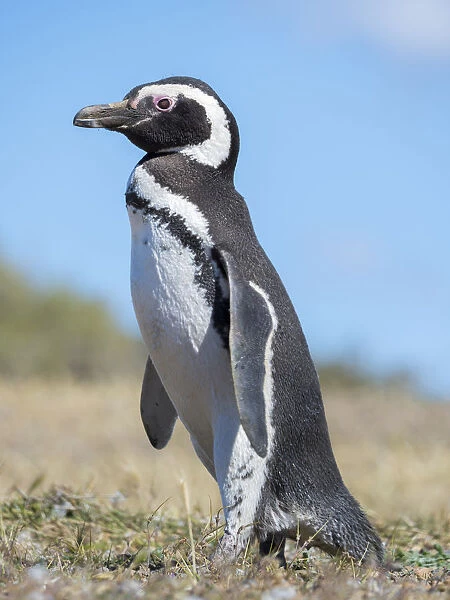Magellanic Penguin (Spheniscus magellanicus) in colony in Valdes