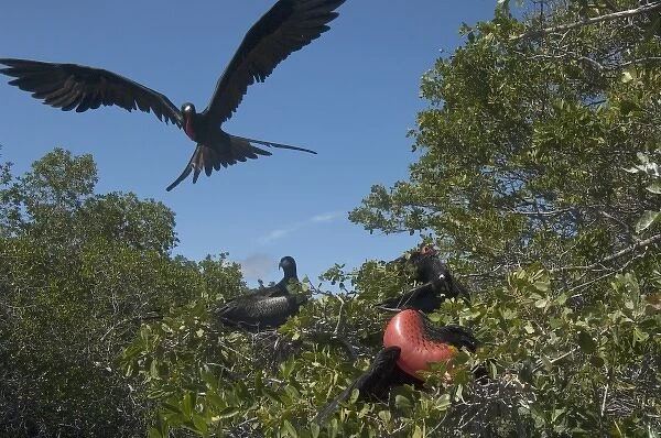 Magnificent Frigatebird (Fregata magnificens) Isabela Island. Galapagos Islands, Ecuador