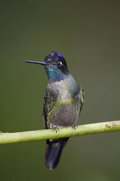MAHU, 037, Rolf N, Magnificent Hummingbird