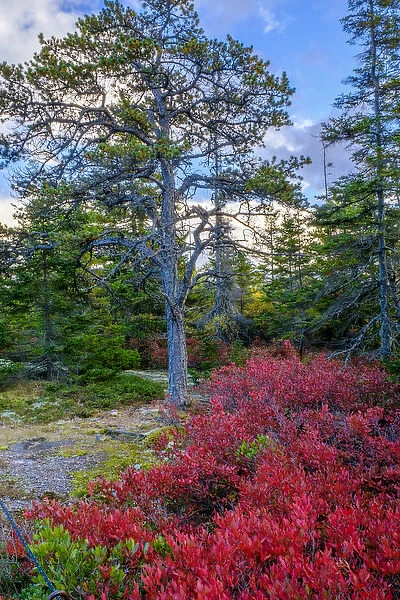 Maine, fall colors, bush, tree