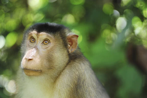 Malaysia, Borneo, Sepilok, close up of Southern Pig-tailed Macaque (Macaca nemestrina)