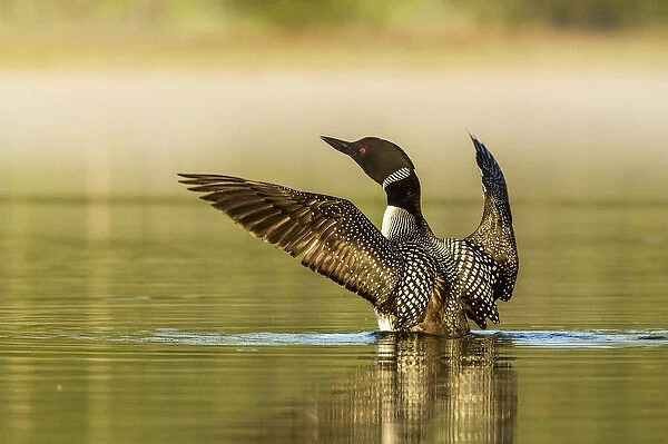 Male common loon drying his wings on Beaver Lake near Whitefish, Montana, USA
