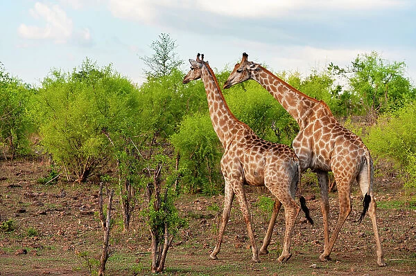 A male and a female southern giraffe, Giraffa camelopardalis, walking together through a shrubby landscape. Chobe National Park, Botswana