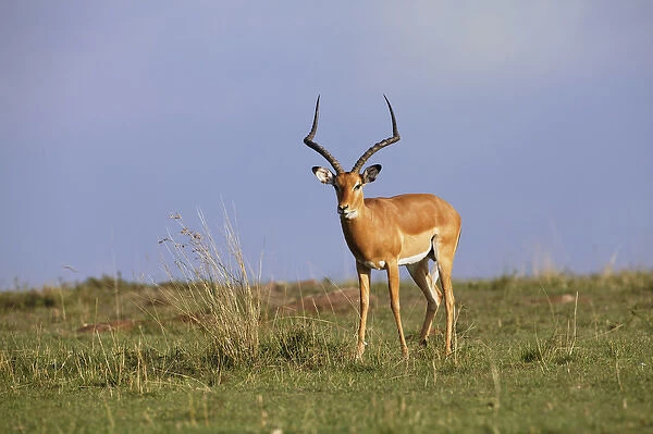 Male Impala, Masai Mara, Kenya, Africa